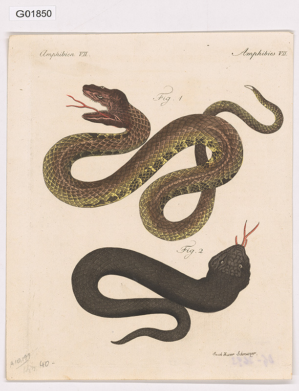 Vědecká ilustrace - Amphibies VII.