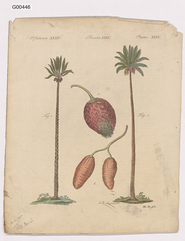 Vědecká ilustrace - Plantes XXXIV. (ságová a datlová palma)