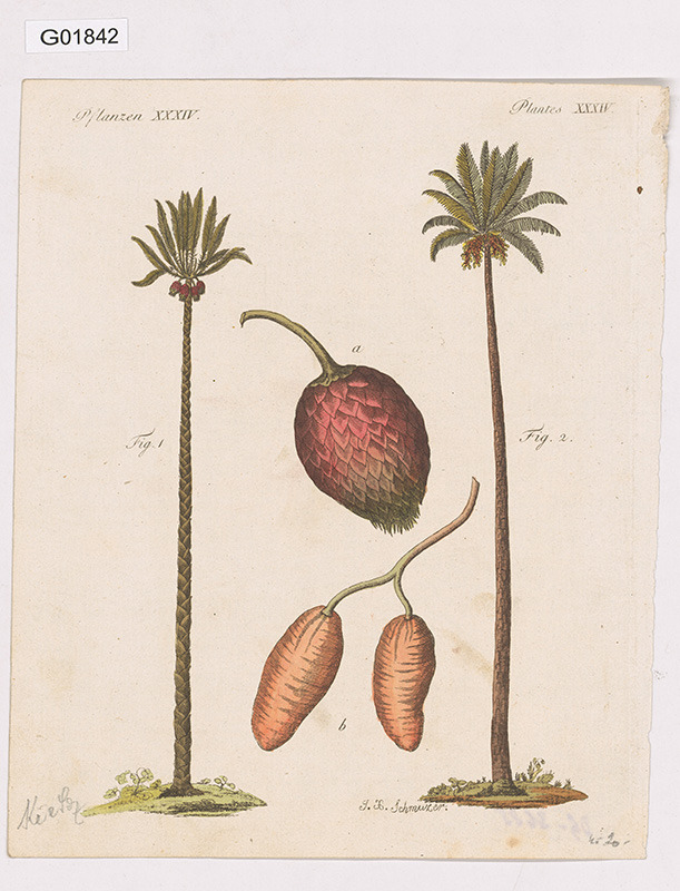 Vědecká ilustrace - Plantes XXXIV.