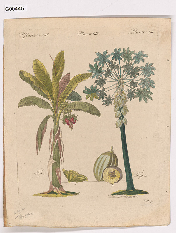 Vědecká ilustrace - Plantes LII. (banánovník a papája)