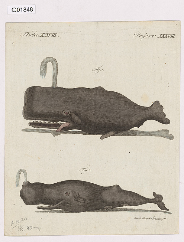 Vědecká ilustrace - Poissons XXXVIII.