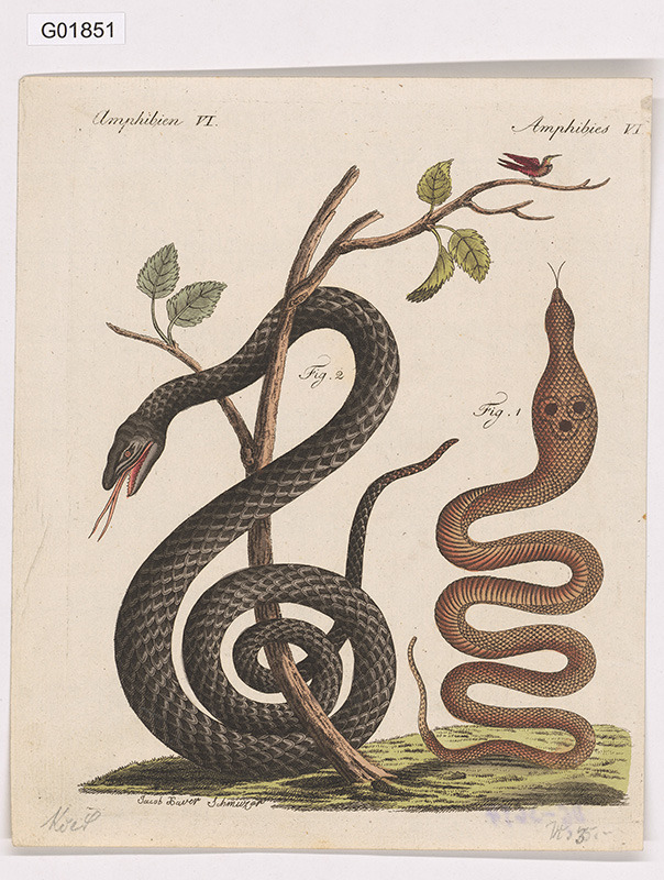 Vědecká ilustrace - Amphibies VI.