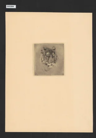 Hlava tygra