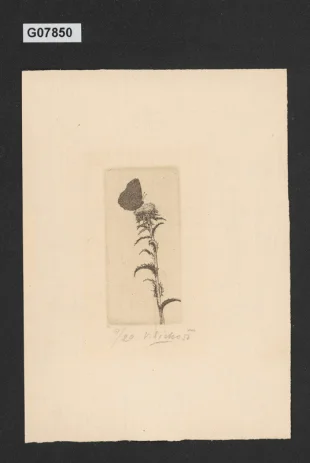 Ilustrace S. K. Neumanna (motýl na bodláku)
