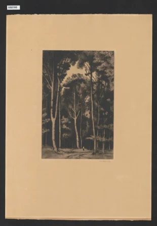 Bukový les (prémie SČUG Hollar)