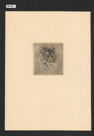 Hlava tygra