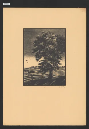 Lípa, 14. list cyklu